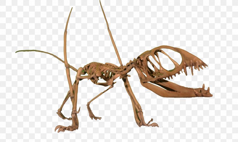 Dimorphodon Pterodactyls Pteranodon Nyctosaurus Pterosaurs, PNG, 1807x1080px, Dimorphodon, Animal Figure, Azhdarchidae, Blue Lias, Decapoda Download Free