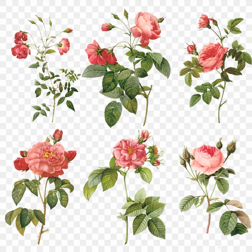 Pierre-Joseph Redouté (1759-1840) Redouté's Roses Painting Illustration, PNG, 3543x3543px, Painting, Botanical Illustration, Cut Flowers, Floristry, Flower Download Free