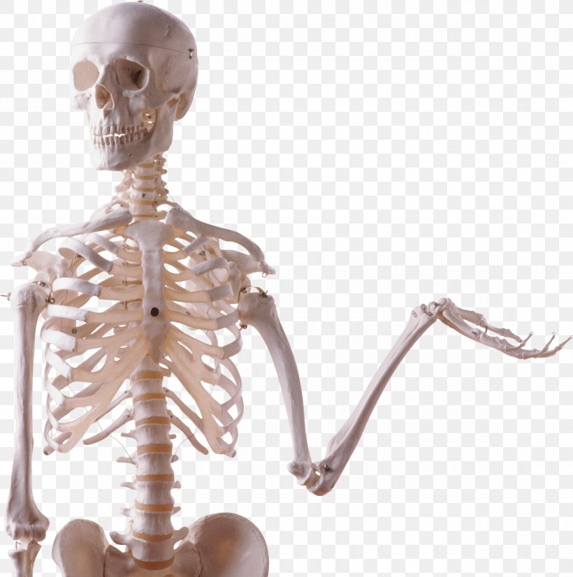 Skeleton Skull Bone Photography, PNG, 2345x2364px, Skeleton, Bone, Digital Image, Endoskeleton, Figurine Download Free