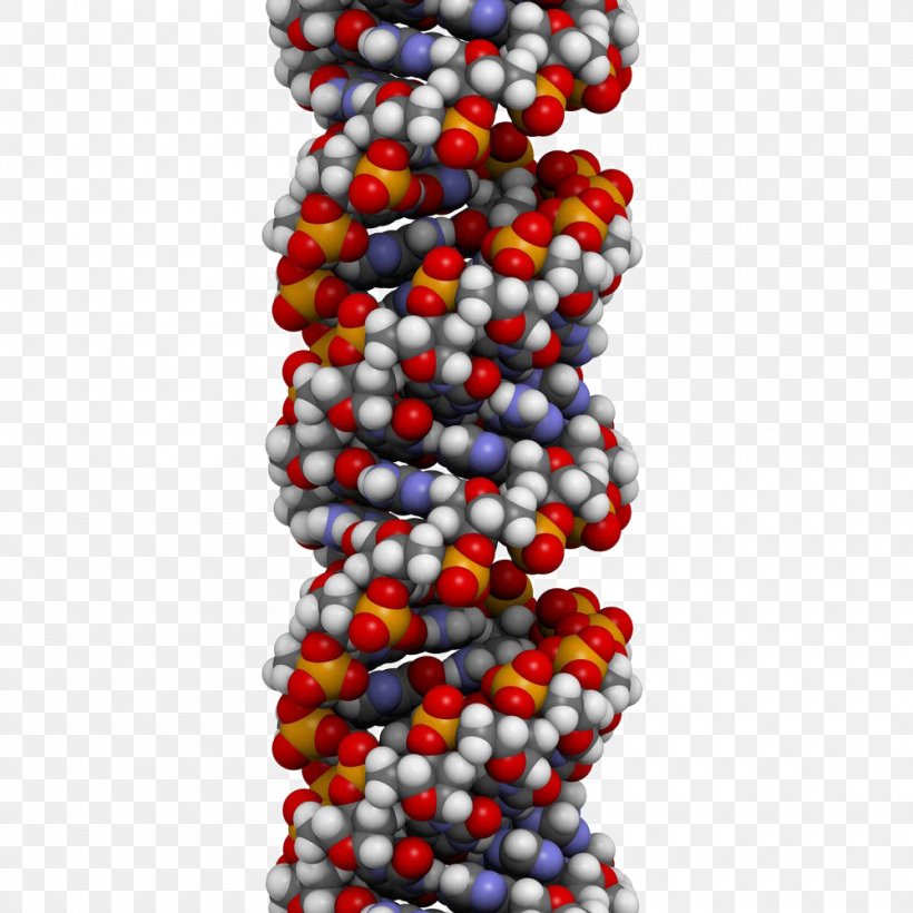 A-DNA Structure Nucleic Acid Double Helix Genetics, PNG, 1000x1000px, Dna, Adna, Atom, Bead, Conformational Isomerism Download Free