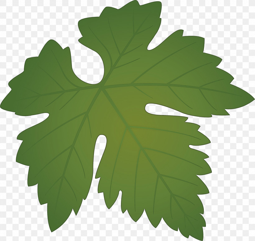 Grapes Leaf Leaf, PNG, 3000x2836px, Grapes Leaf, Black Maple, Flower, Grape Leaves, Green Download Free