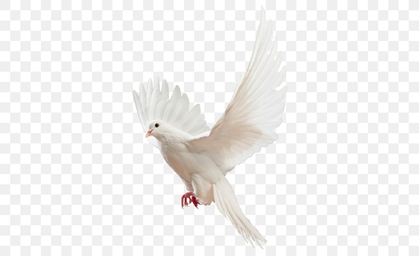 Homing Pigeon Columbidae Bird Fantail Pigeon Release Dove, PNG, 500x500px, Homing Pigeon, Beak, Bird, Chicken, Columbidae Download Free