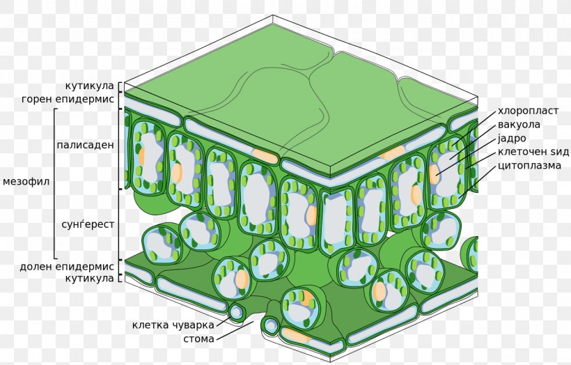 Palisade Cell Leaf Biology Function, PNG, 1280x819px, Palisade Cell, Anatomy, Aquatic Plants, Area, Biology Download Free