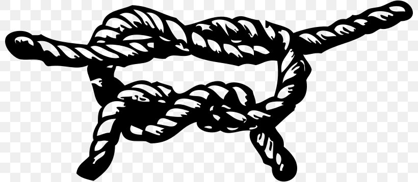 Knot Rope Clip Art, PNG, 800x358px, Knot, Black And White, Celtic Knot, Diamond Knot, Invertebrate Download Free