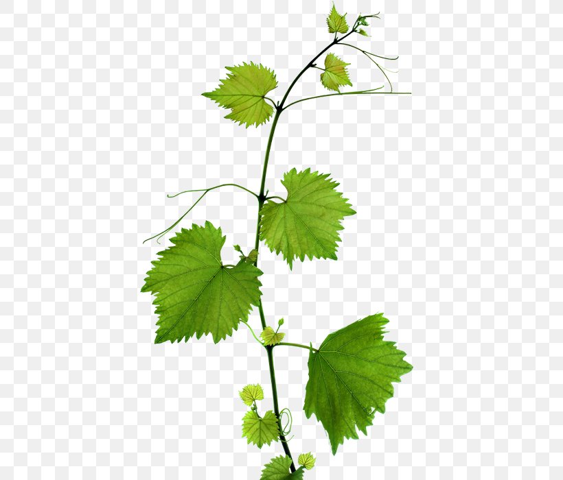 Kyoho Grape Leaves Leaf Branch, PNG, 443x700px, Kyoho, Branch, Common Grape Vine, Grape, Grape Leaves Download Free