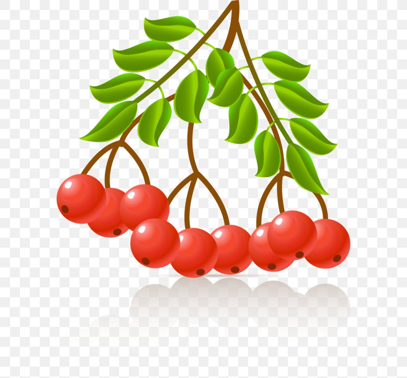 Photography Plant Clip Art, PNG, 600x763px, Photography, Android, Berry, Branch, Cherry Download Free