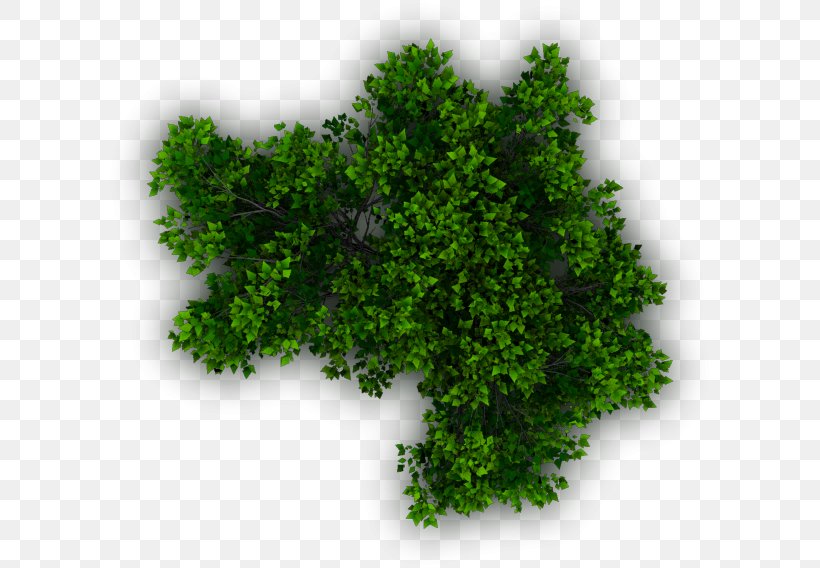 Shrub Tree Plant Evergreen, PNG, 606x568px, Shrub, Biome, Com, Evergreen, Grass Download Free