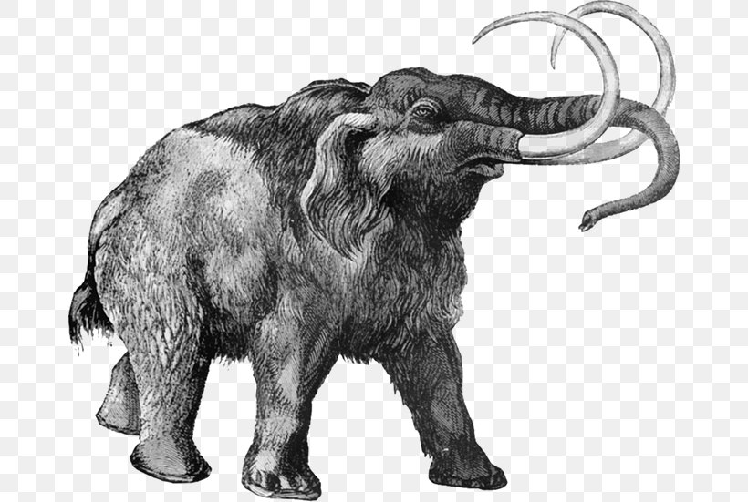 Woolly Mammoth Extinction Science Elephantidae Cloning, PNG, 672x551px, Woolly Mammoth, African Elephant, Ancient Dna, Black And White, Cattle Like Mammal Download Free