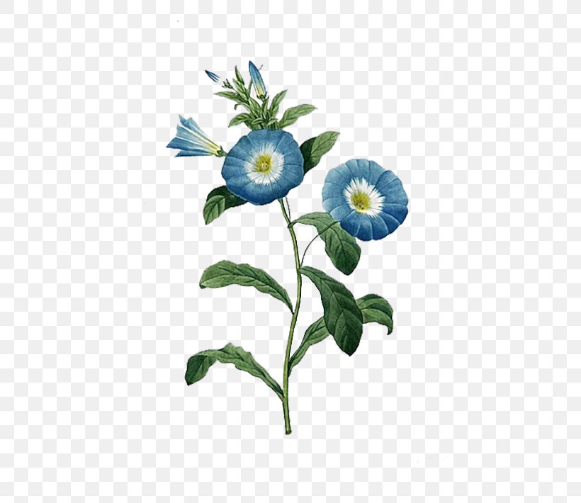 Botanical Illustration Flower Botany Printmaking Blue, PNG, 500x710px, Watercolor, Cartoon, Flower, Frame, Heart Download Free