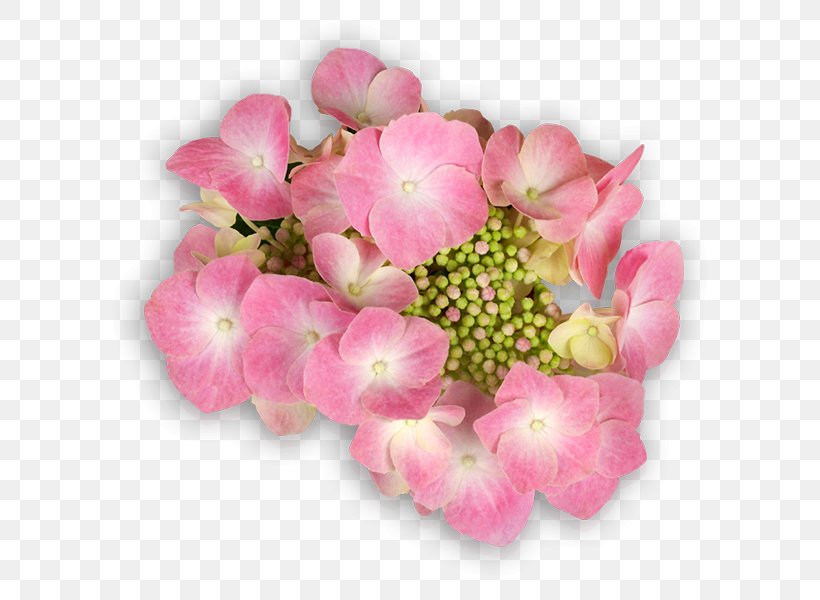 Hydrangea Flower Email Flying Discs, PNG, 600x600px, Hydrangea, Annual Plant, Blossom, Cornales, Cut Flowers Download Free