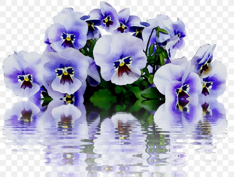 Pansy Image Stock.xchng Flower Violet, PNG, 1574x1190px, Pansy, Bellflower, Blossom, Blue, California Golden Violet Download Free