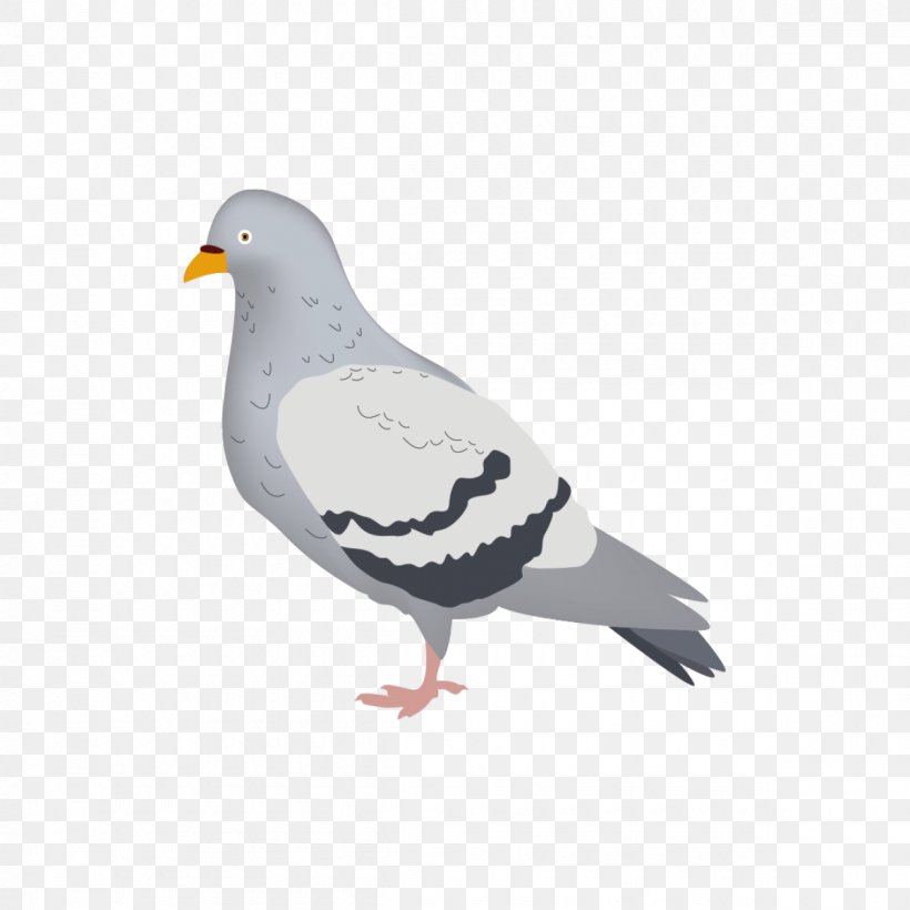 Columbidae Domestic Pigeon London Beak Drawing, PNG, 1200x1200px, Columbidae, Beak, Bird, Com, Domestic Pigeon Download Free