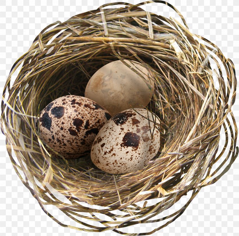 Easter Egg Bird Easter Egg, PNG, 1200x1187px, Easter, Bird, Bird Nest, Easter Egg, Egg Download Free