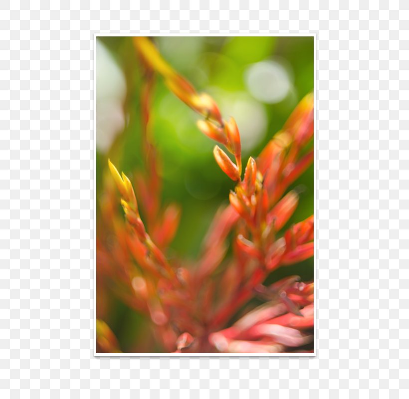 Flower Close-up Plant Stem, PNG, 800x800px, Flower, Closeup, Flora, Plant, Plant Stem Download Free