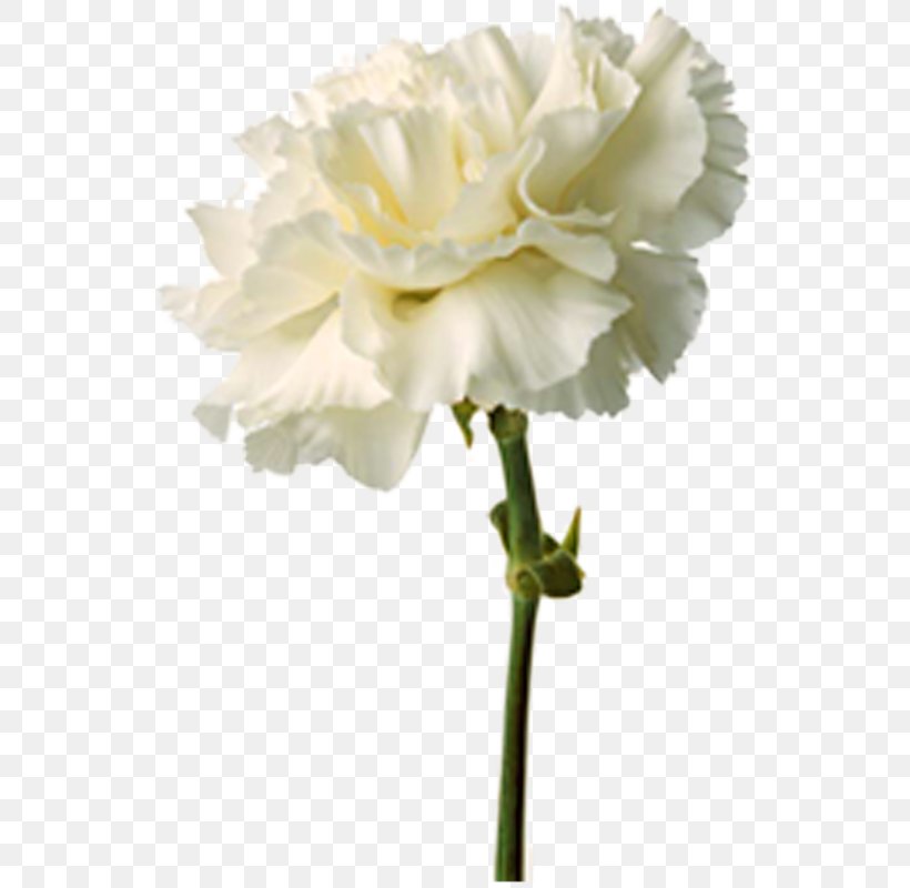 Carnation Cut Flowers Birth Flower Flower Bouquet, PNG, 549x800px, Carnation, Birth Flower, Blue, Cut Flowers, Floral Design Download Free