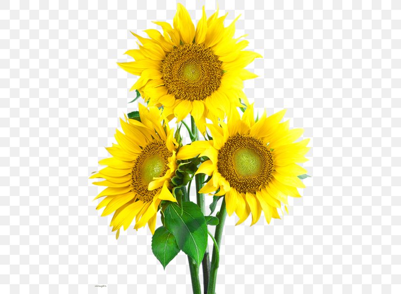 Common Sunflower Clip Art, PNG, 460x600px, Common Sunflower, Annual Plant, Cut Flowers, Daisy Family, Flower Download Free