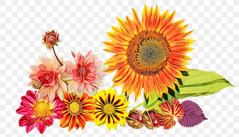 Flowers Background, PNG, 1280x734px, Watercolor, Annual Plant, Asterales, Autumn, Barberton Daisy Download Free
