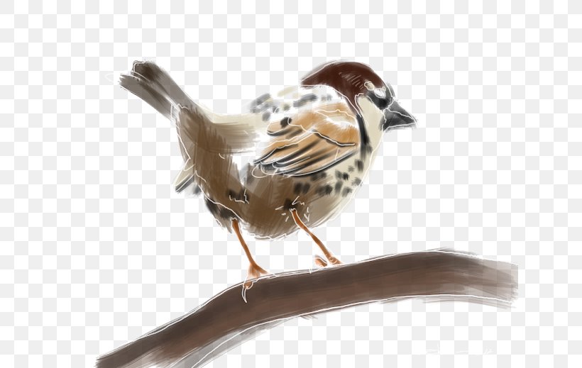 House Sparrow Bird Spanish Sparrow Moineau Atlantic Canary, PNG, 640x519px, House Sparrow, Atlantic Canary, Beak, Bird, Description Download Free