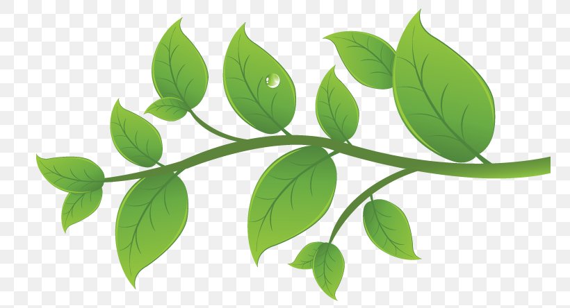 Leaf Plant Stem Branching, PNG, 765x444px, Leaf, Branch, Branching, Organism, Plant Download Free