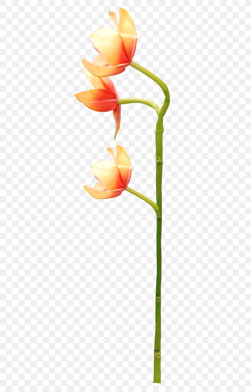 Petal Cut Flowers Plant Stem Flowering Plant, PNG, 460x1280px, Petal, Cut Flowers, Flower, Flowering Plant, Orange Download Free