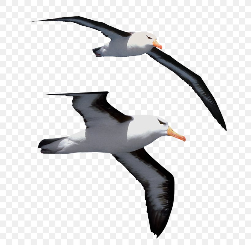 Gulls Bird Jonathan Livingston Seagull Great Albatross Clip Art, PNG, 719x800px, Gulls, Albatross, Beak, Bird, Book Download Free