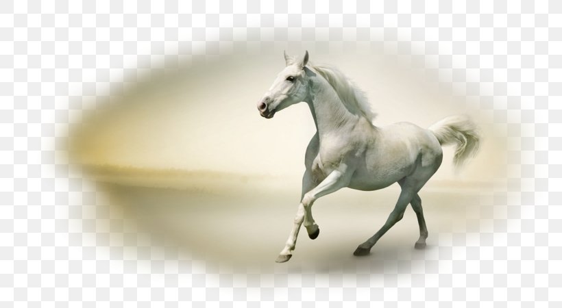 Horse Desktop Wallpaper Stock Photography, PNG, 800x450px, Horse, Highdefinition Television, Horse Like Mammal, Horse Tack, Mane Download Free