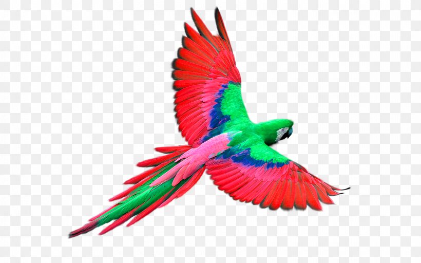 Parrot Flight Bird, PNG, 1920x1200px, Parrot, Beak, Bird, Color, Common Pet Parakeet Download Free