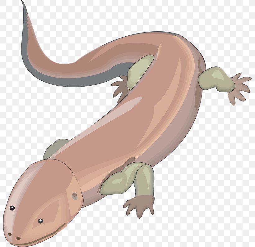 Salamander Clip Art, PNG, 800x796px, Salamander, Amphibian, Blog, Carnivoran, Cartoon Download Free