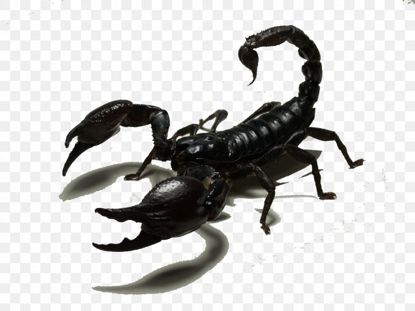 Scorpion Insect Sticker, PNG, 1600x1200px, Scorpion, Adhesive, Arthropod, Black Scorpion, Decal Download Free
