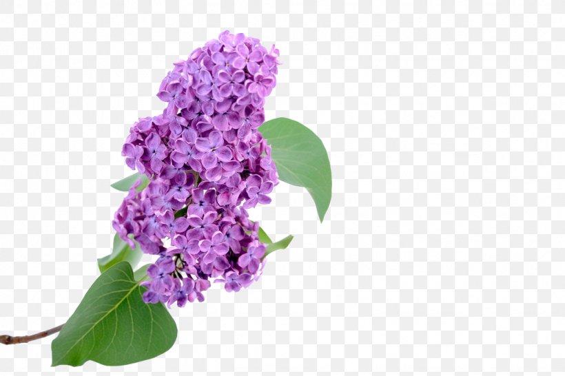 Euclidean Vector Hyacinth, PNG, 1024x683px, Hyacinth, Cut Flowers, Floral Design, Flower, Lilac Download Free