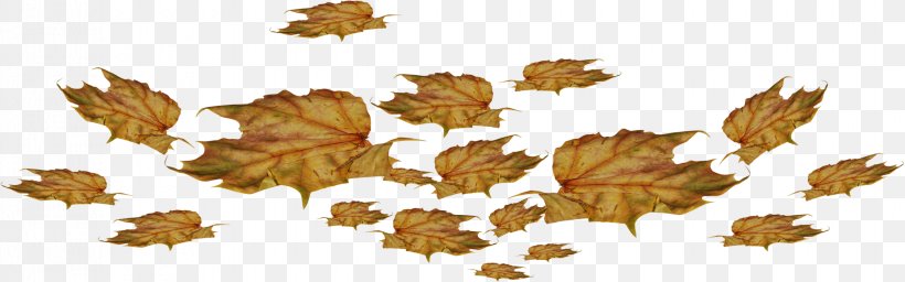Leaf Autumn Clip Art, PNG, 2244x701px, Leaf, Abscission, Autumn, Photography, Tree Download Free