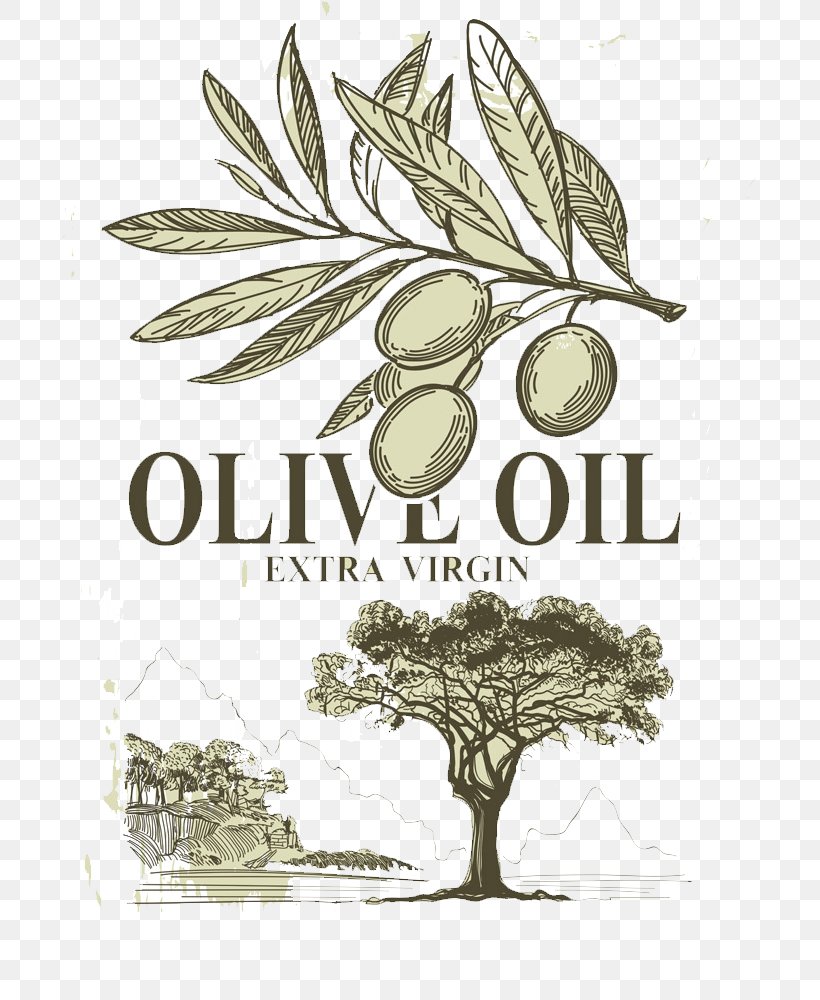 Olive Oil Italian Cuisine, PNG, 694x1000px, Olive, Branch, Brand, Currency, Drink Download Free