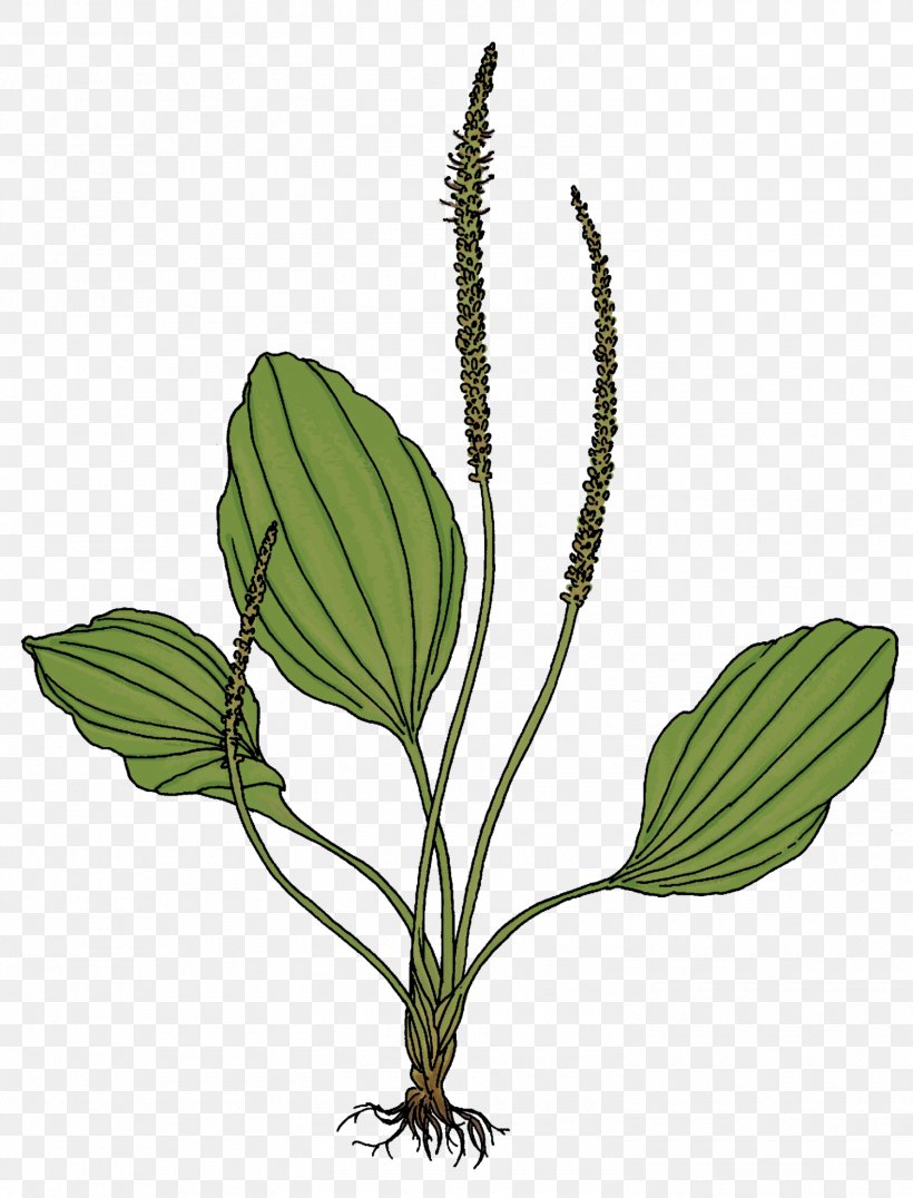 Piilolammi Luontopolku Naturlehrpfad Suomies Educational Trail Leaf, PNG, 1500x1969px, Luontopolku, Arrowroot, Branch, Bud, Cyclopogon Download Free