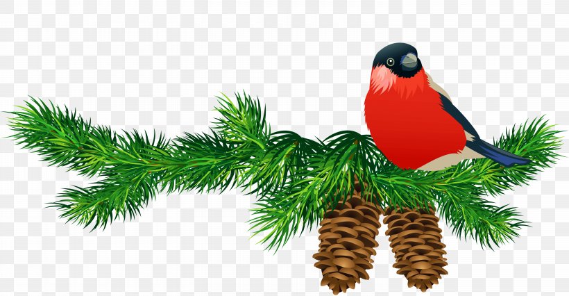 Pine Branch Clip Art, PNG, 6000x3124px, Blue Spruce, Beak, Bird, Branch, Christmas Download Free