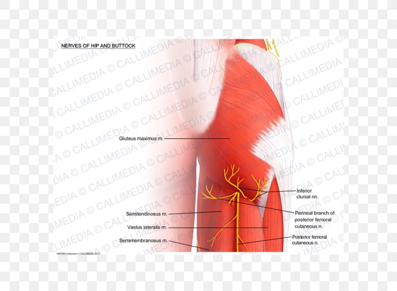 Shoulder Nerve Muscle Hip Arm, PNG, 600x600px, Watercolor, Cartoon, Flower, Frame, Heart Download Free