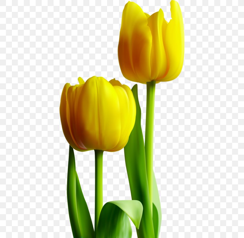 Tulip Yellow Photography, PNG, 420x800px, Tulip, Flower, Flowering Plant, Gold, Lily Family Download Free