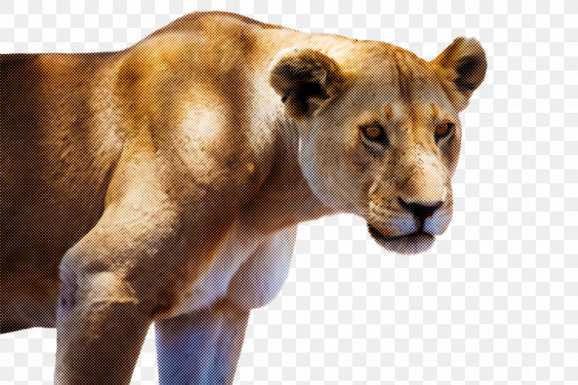 Wildlife Lion Snout, PNG, 2448x1632px, Wildlife, Lion, Snout Download Free