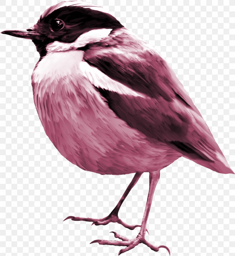 Bird Sparrow Clip Art, PNG, 1825x1984px, Bird, Beak, Emberizidae, Eurasian Tree Sparrow, Feather Download Free