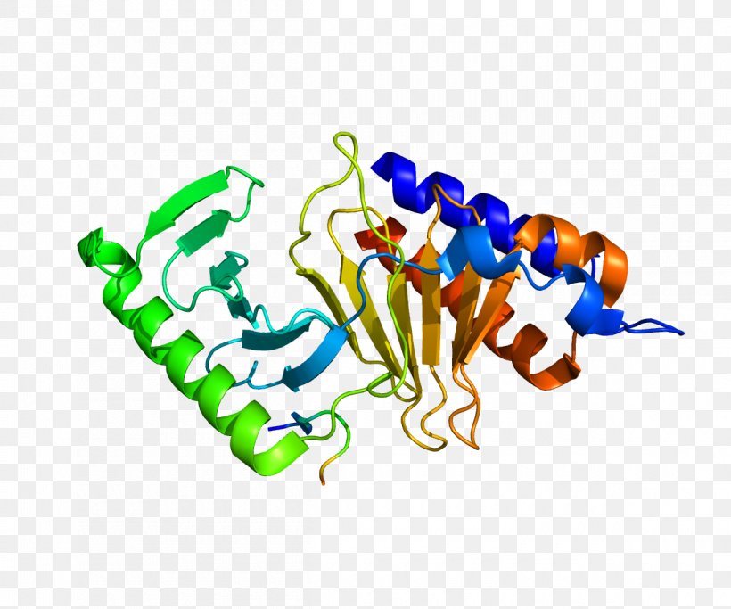 CDC25C Protein Phosphatase Gene, PNG, 1200x1000px, Phosphatase, Cell Cycle, Cell Division, Dephosphorylation, Gene Download Free