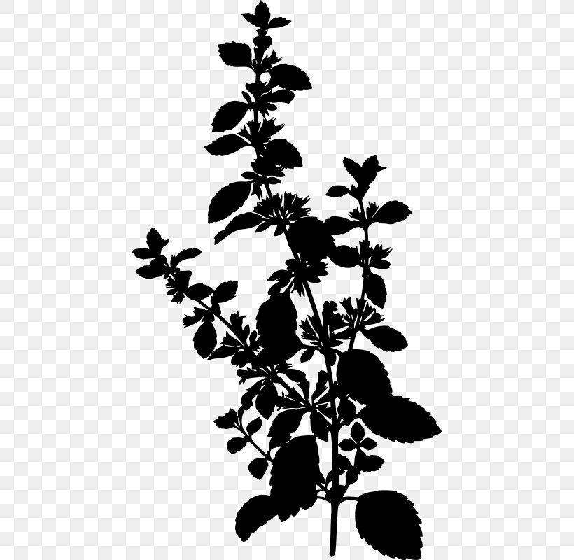 Lemon Balm Köhler's Medicinal Plants Herb, PNG, 443x800px, Lemon Balm, Black And White, Botany, Branch, Flora Download Free