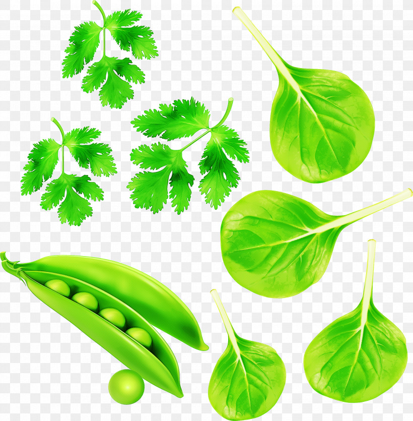 Parsley, PNG, 2087x2127px, Leaf, Basil, Flower, Food, Herb Download Free