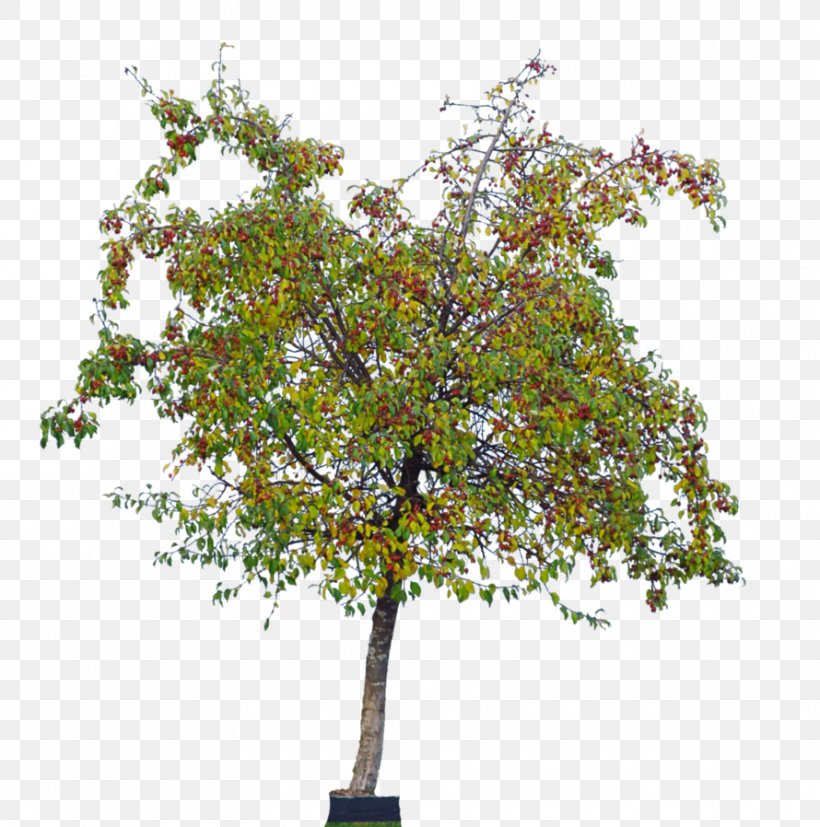 Tree Woody Plant Shrub Oleander, PNG, 890x898px, Tree, Branch, Cherry, Evergreen, Nursery Download Free