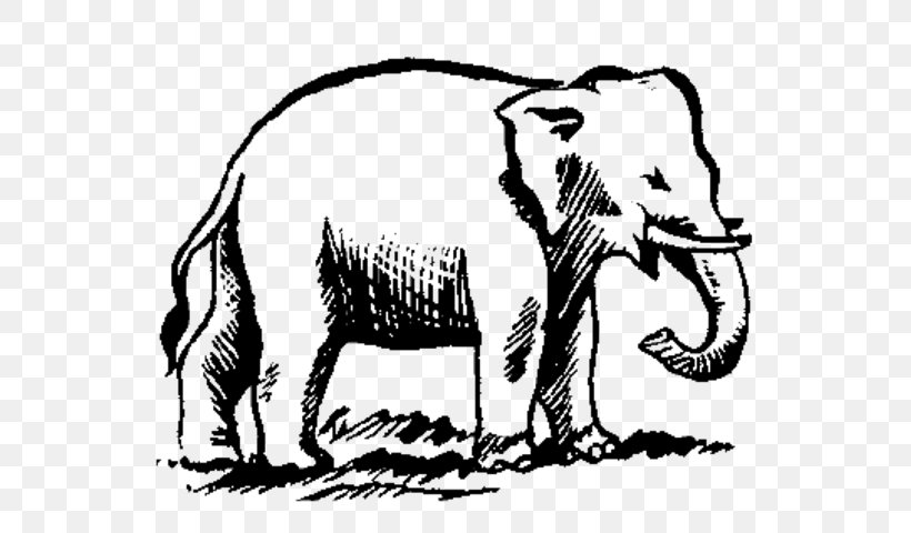 African Elephant Indian Elephant Elephantidae Elephant Prissy Elephant Giddy, PNG, 571x480px, African Elephant, Black And White, Carnivora, Carnivoran, Cattle Like Mammal Download Free