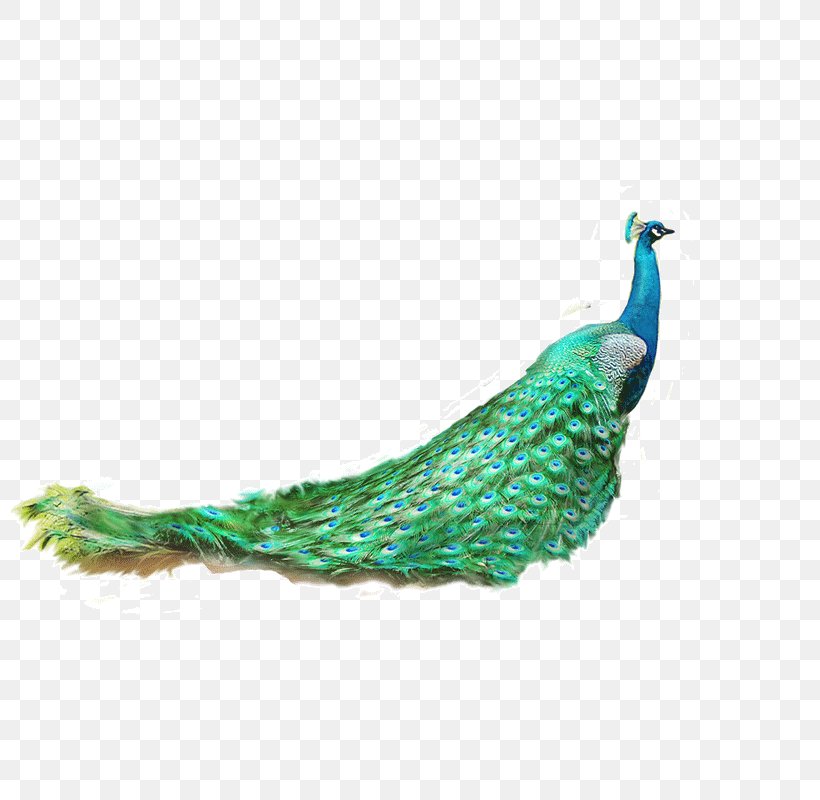 Asiatic Peafowl Feather Green Peafowl, PNG, 800x800px, Bird, Animal, Aqua, Asiatic Peafowl, Beak Download Free