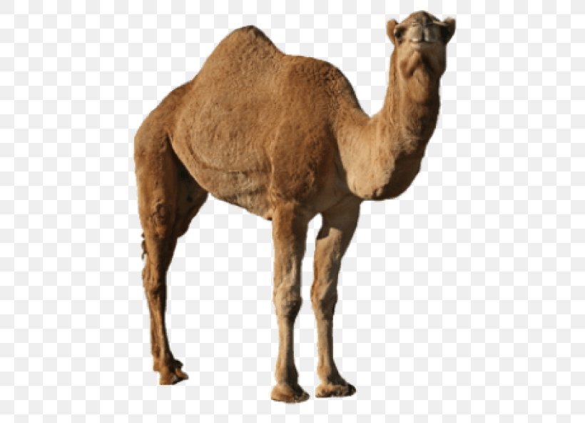 Desktop Wallpaper Image Transparency Clip Art, PNG, 480x592px, Dromedary, Adaptation, Animal Figure, Arabian Camel, Bactrian Camel Download Free
