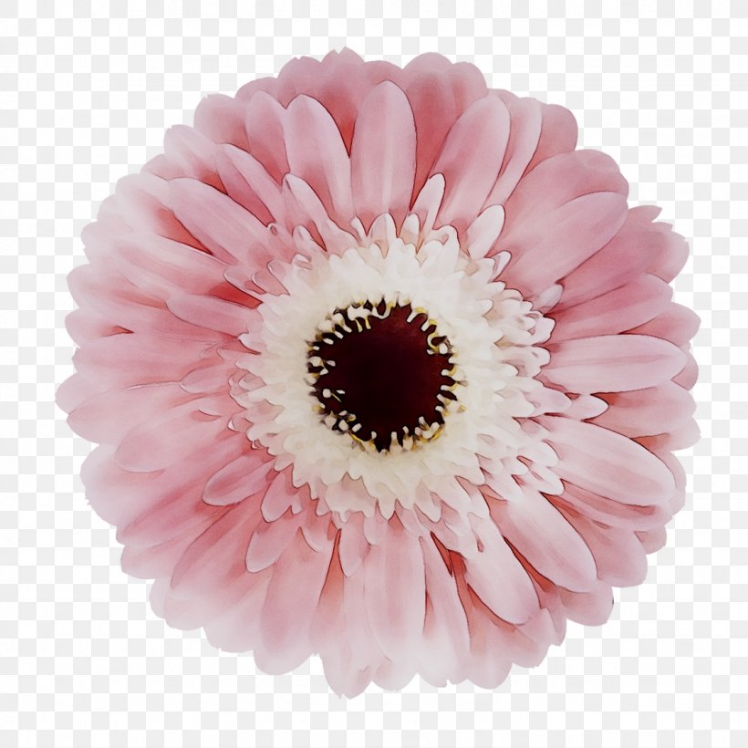 Transvaal Daisy Cut Flowers Pink M RTV Pink, PNG, 1126x1126px, Transvaal Daisy, Artificial Flower, Barberton Daisy, Chrysanths, Cut Flowers Download Free