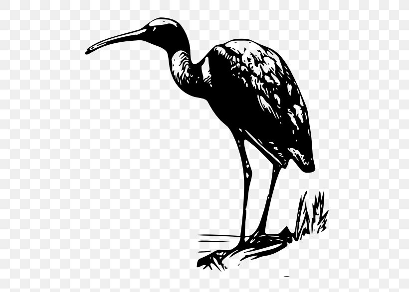 Bird Bald Eagle Ibis Clip Art, PNG, 555x587px, Bird, American White Ibis, Bald Eagle, Beak, Bird Of Prey Download Free