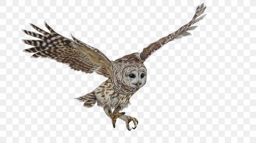 Bird Of Prey Owl Nature, PNG, 1500x843px, Bird, Animal, Art, Barred Owl, Beak Download Free
