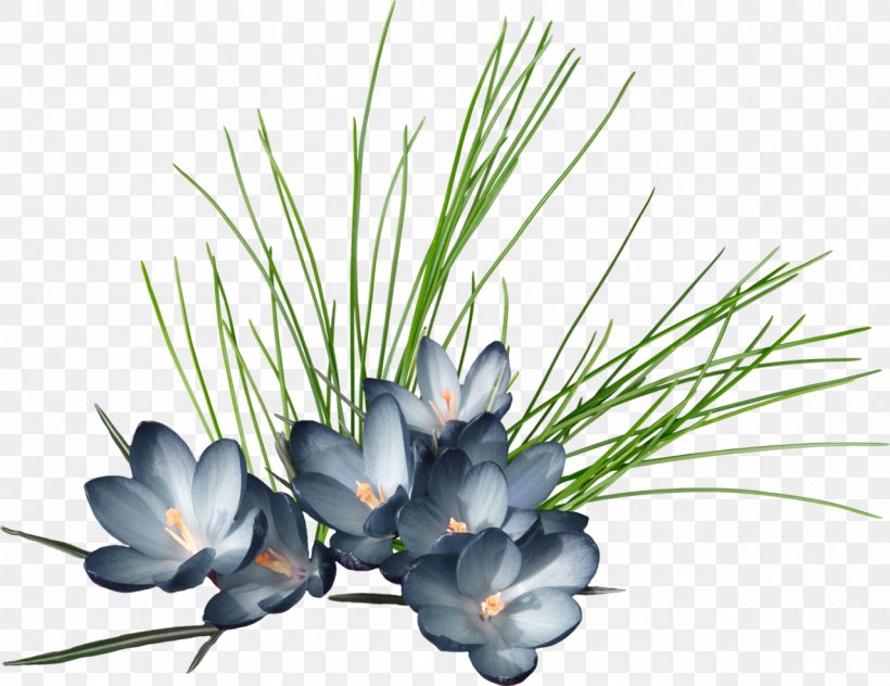 Crocus Flavus Clip Art, PNG, 1280x987px, Crocus Flavus, Branch, Computer Software, Crocus, Data Download Free