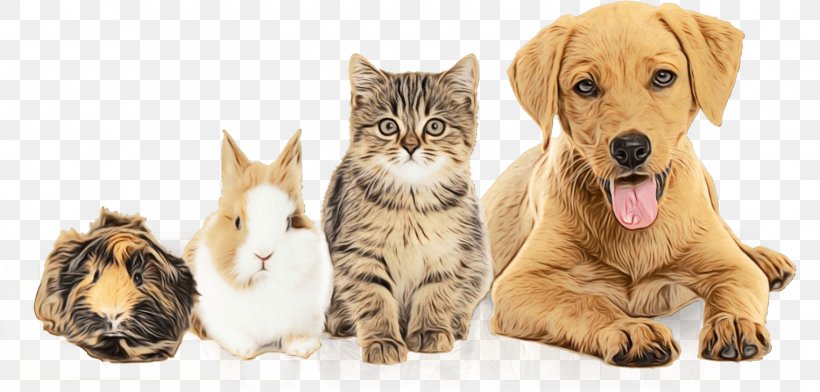 Dog Pet Adoption Prince William County Animal Shelter, PNG, 1524x730px, Dog, Adoption, American Shorthair, Ancient Dog Breeds, Animal Download Free